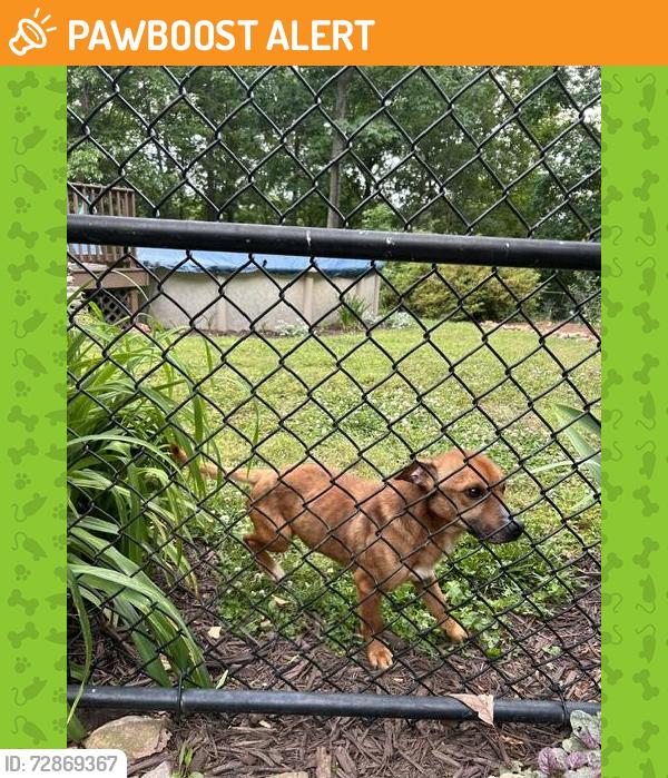 Found/Stray Male Dog last seen Stokes Rd Denton, NC, Davidson County, NC 27239