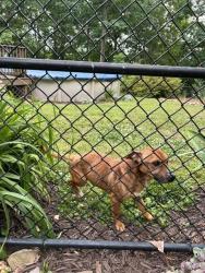 Found/Stray Male Dog last seen Stokes Rd Denton, NC, Davidson County, NC 27239