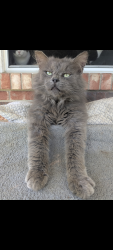 Lost Male Cat last seen Locust St , Leesburg, OH 45135
