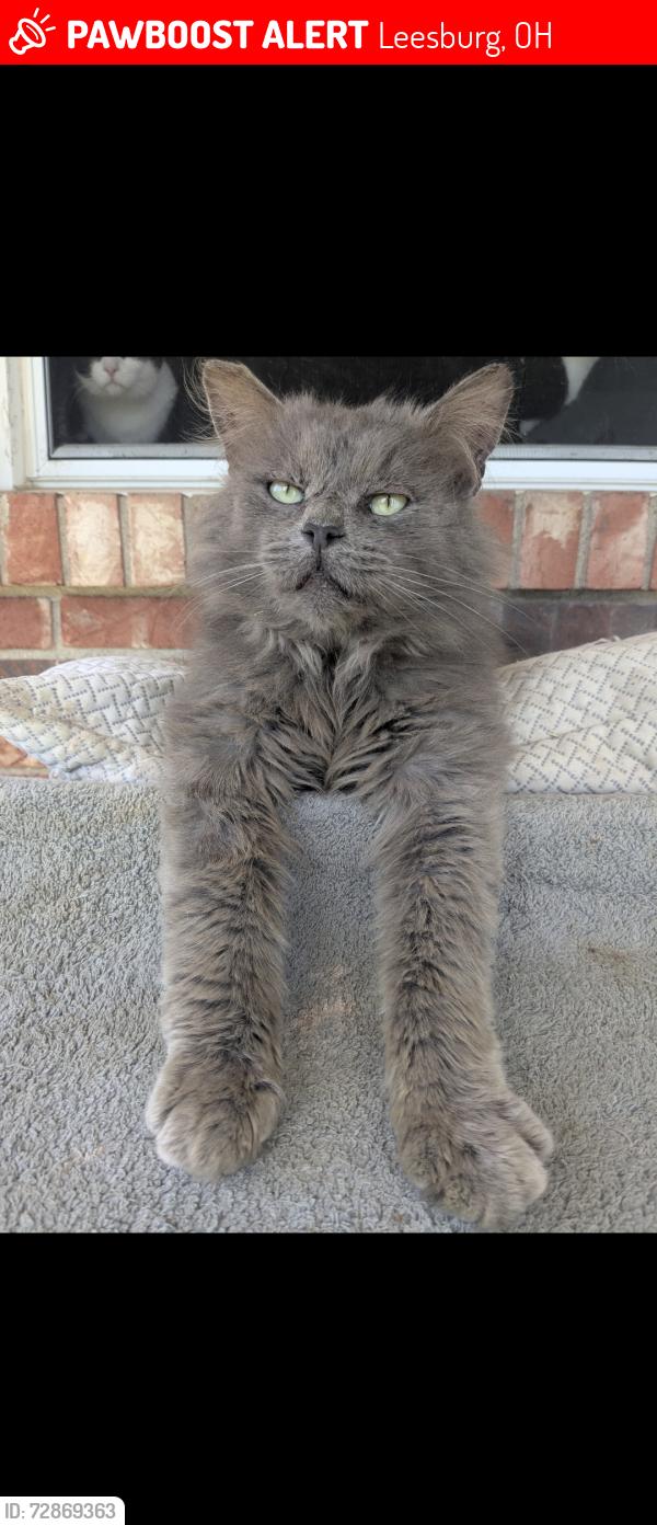 Lost Male Cat last seen Locust St , Leesburg, OH 45135