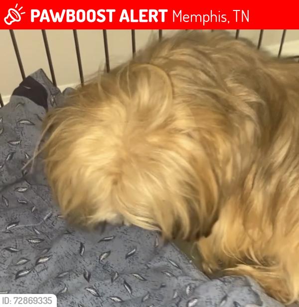 Lost Female Dog last seen Barnstable Rd, Memphis, TN 38125