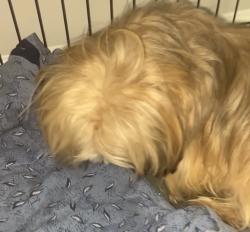 Lost Female Dog last seen Barnstable Rd, Memphis, TN 38125