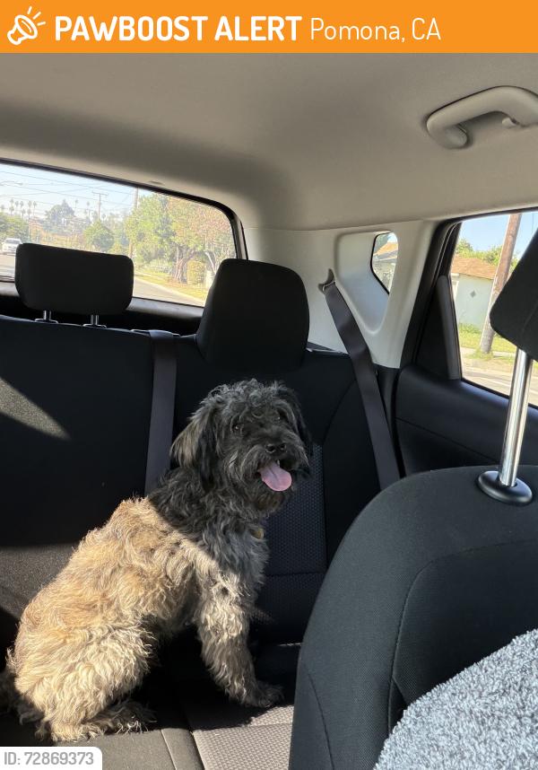 Found/Stray Male Dog last seen Franklin & Park, Pomona, CA 91799