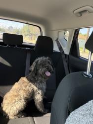 Found/Stray Male Dog last seen Franklin & Park, Pomona, CA 91799
