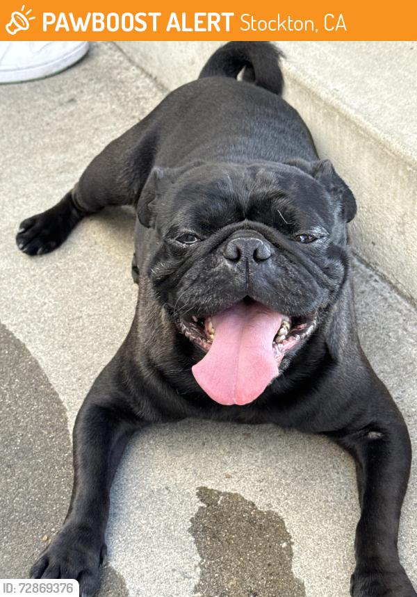 Found/Stray Male Dog last seen Enterprise/coronado, Stockton, CA 95204