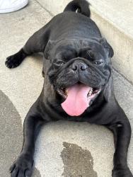 Found/Stray Male Dog last seen Enterprise/coronado, Stockton, CA 95204