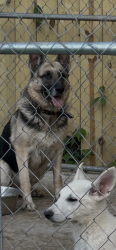 Lost Male Dog last seen Maple Dr, Baton Rouge, LA 70805
