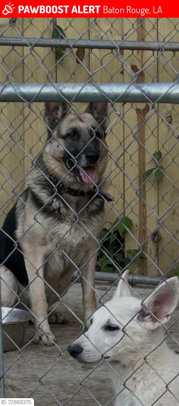 Lost Male Dog last seen Maple Dr, Baton Rouge, LA 70805