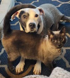 Lost Male Cat last seen 84th and yakima ave, Tacoma, WA 98408