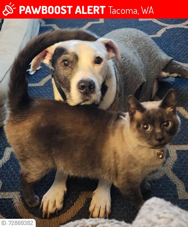 Lost Male Cat last seen 84th and yakima ave, Tacoma, WA 98408