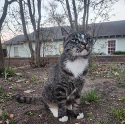 Lost Male Cat last seen Boat Club/Lechner, Fort Worth, TX 76135