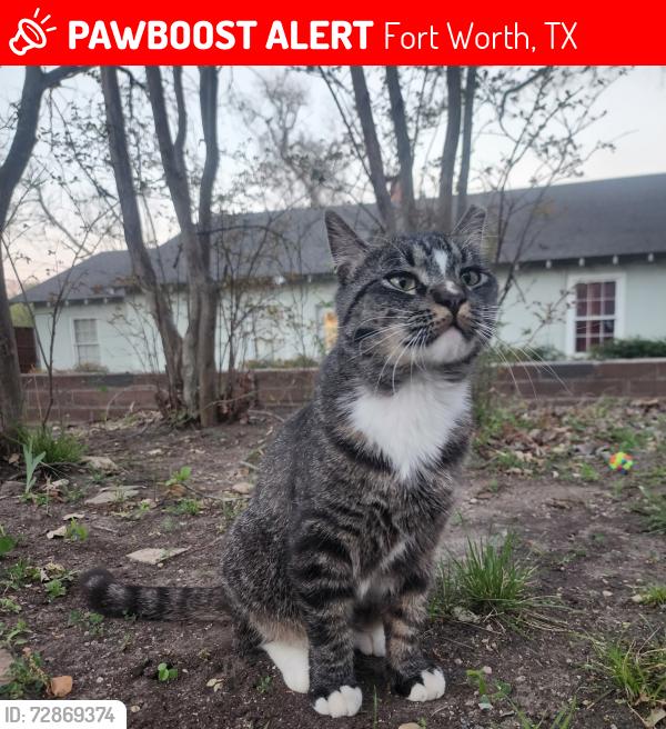 Lost Male Cat last seen Boat Club/Lechner, Fort Worth, TX 76135