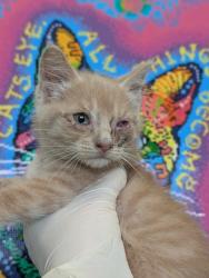 Shelter Stray Male Cat last seen Bexar County, New Braunfels, TX 78130