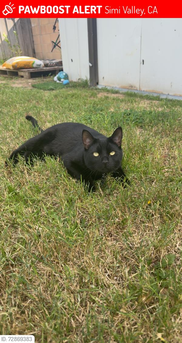 Lost Male Cat last seen Rosalie Ave, Simi Valley, CA 93063