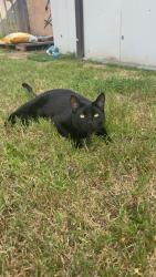 Lost Male Cat last seen Rosalie Ave, Simi Valley, CA 93063