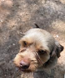 Found/Stray Male Dog last seen Peeples & Hwy 16 Newnan, Coweta County, GA 30277
