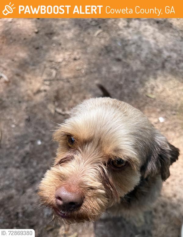 Found/Stray Male Dog last seen Peeples & Hwy 16 Newnan, Coweta County, GA 30277