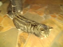 Lost Male Cat last seen Old Hog Mountain Road , Auburn, GA 30011
