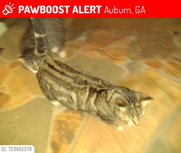 Lost Male Cat last seen Old Hog Mountain Road , Auburn, GA 30011