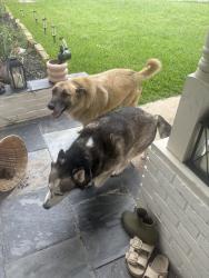 Found/Stray Unknown Dog last seen Tourist and Reeves , Richland Hills, TX 76118