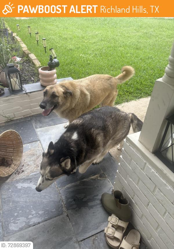 Found/Stray Unknown Dog last seen Tourist and Reeves , Richland Hills, TX 76118