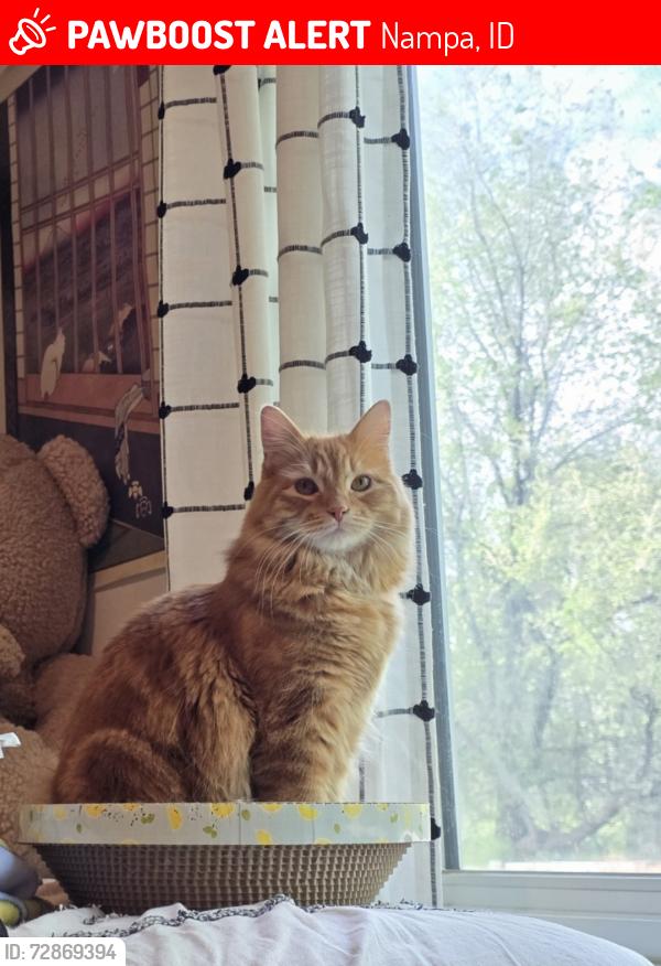 Lost Male Cat last seen Near Elmore Avenue, Nampa, Idaho 83651, Nampa, ID 83651