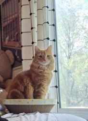 Lost Male Cat last seen Near Elmore Avenue, Nampa, Idaho 83651, Nampa, ID 83651