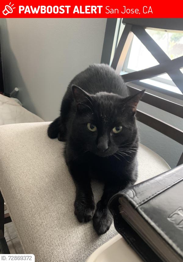 Lost Male Cat last seen Casa de lago mobilhomes Spc 17, San Jose, CA 95131