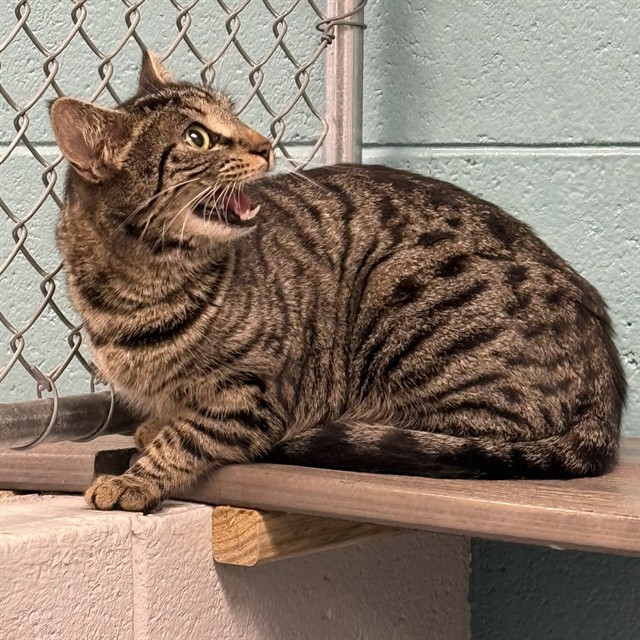 Shelter Stray Female Cat last seen OAK GLEN TER SW, Huntsville, AL 35805