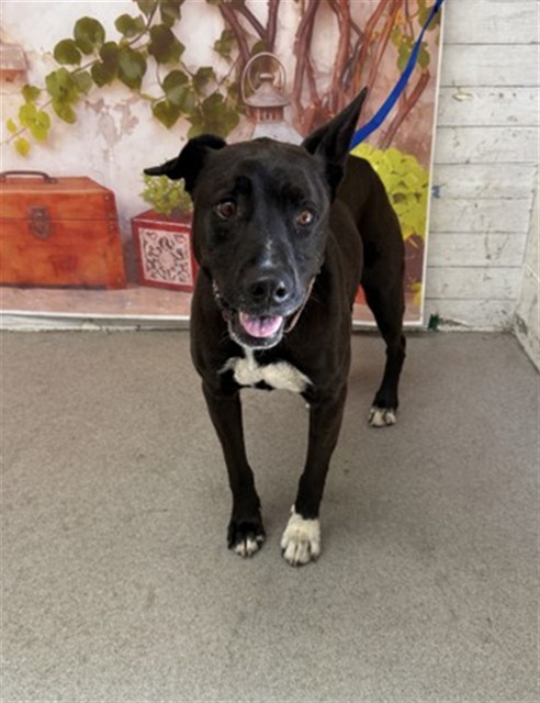 Shelter Stray Female Dog last seen Near BLOCK TIPPECANOE, San Bernardino, CA 92401