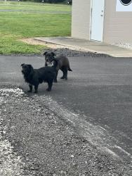 Found/Stray Unknown Dog last seen They both roam around Farm Fresh Favorites and Southside Dragway. , Southside, WV 25187