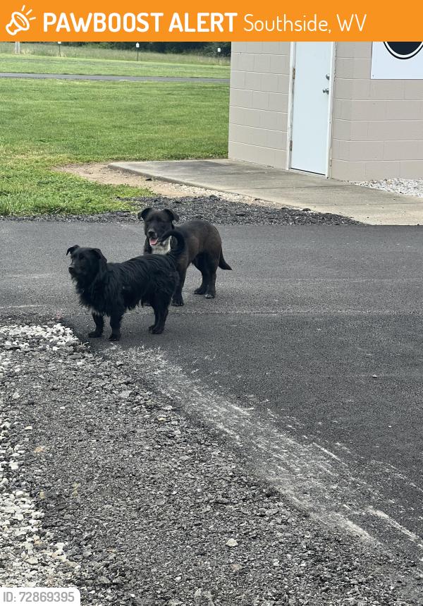 Found/Stray Unknown Dog last seen They both roam around Farm Fresh Favorites and Southside Dragway. , Southside, WV 25187