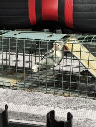 Found/Stray Unknown Bird last seen Chandelier drive , Mooresville, NC 28117