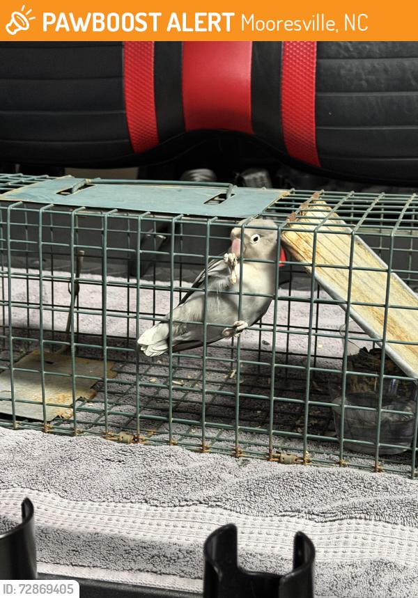 Found/Stray Unknown Bird last seen Chandelier drive , Mooresville, NC 28117