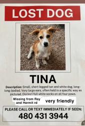 Lost Female Dog last seen Ray & Hermit rd, Estrella Dells, AZ 85326