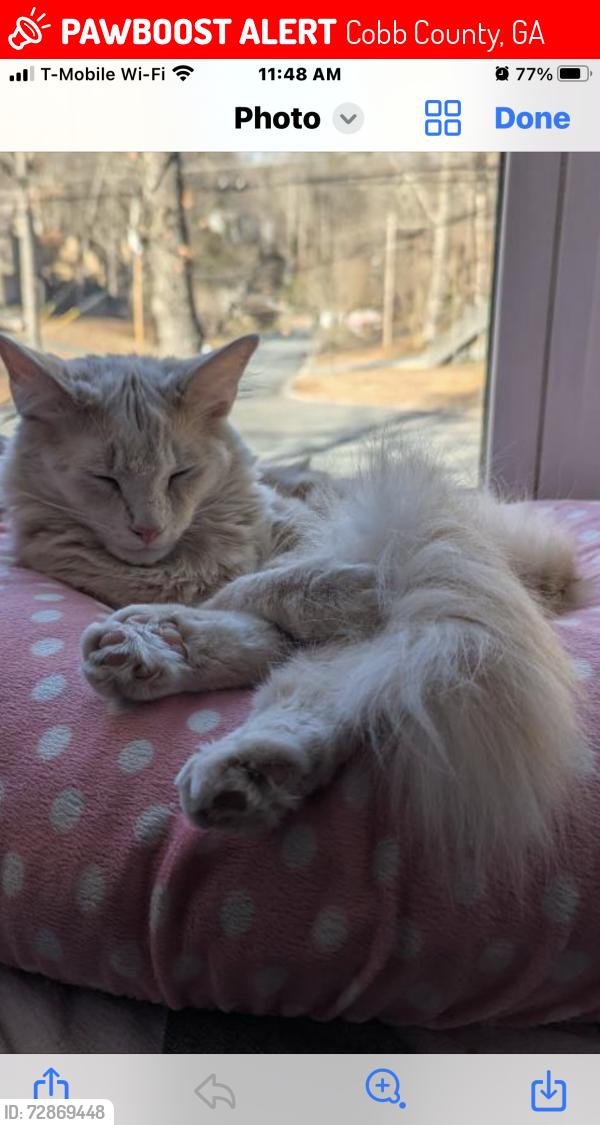 Lost Male Cat last seen Shallow Ford Road, Cobb County, GA 30144