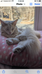 Lost Male Cat last seen Shallow Ford Road, Cobb County, GA 30144