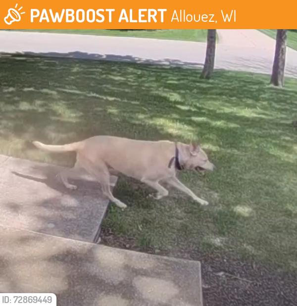 Found/Stray Unknown Dog last seen Arbor Ln & Linck Ct, Allouez, WI 54301