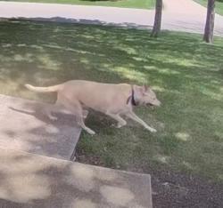 Found/Stray Unknown Dog last seen Arbor Ln & Linck Ct, Allouez, WI 54301