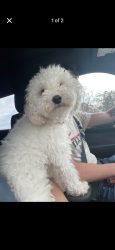 Lost Male Dog last seen Koffman, Levelland, TX 79336