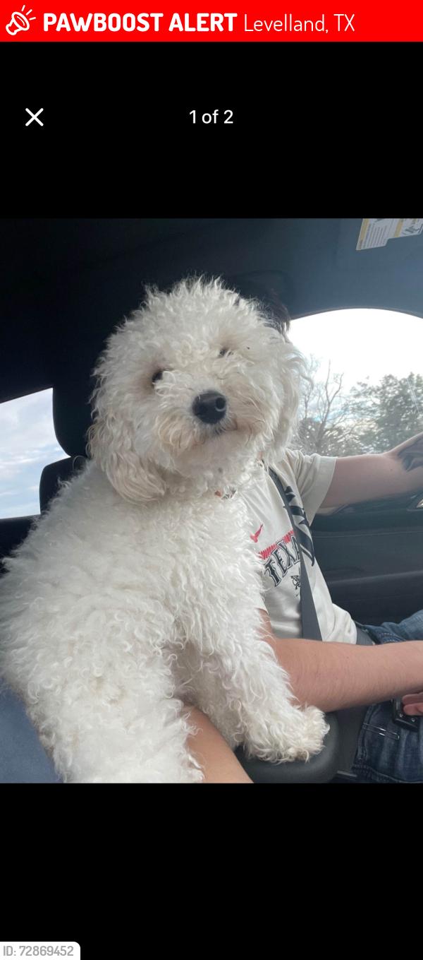 Lost Male Dog last seen Koffman, Levelland, TX 79336
