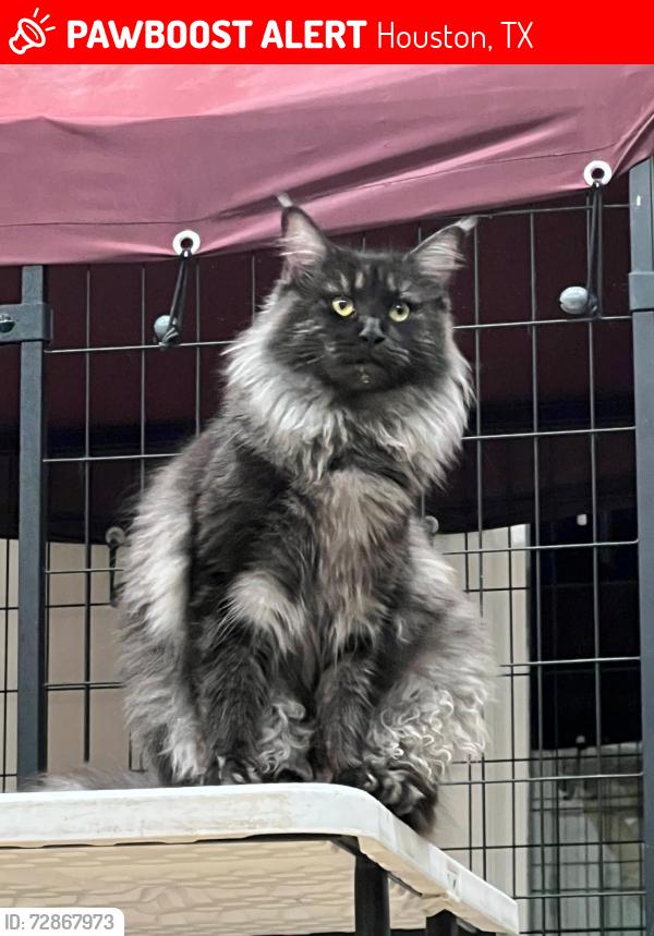 Lost Female Cat last seen Oak Meadows St and Choate Cir, Houston, TX 77017, Houston, TX 77017