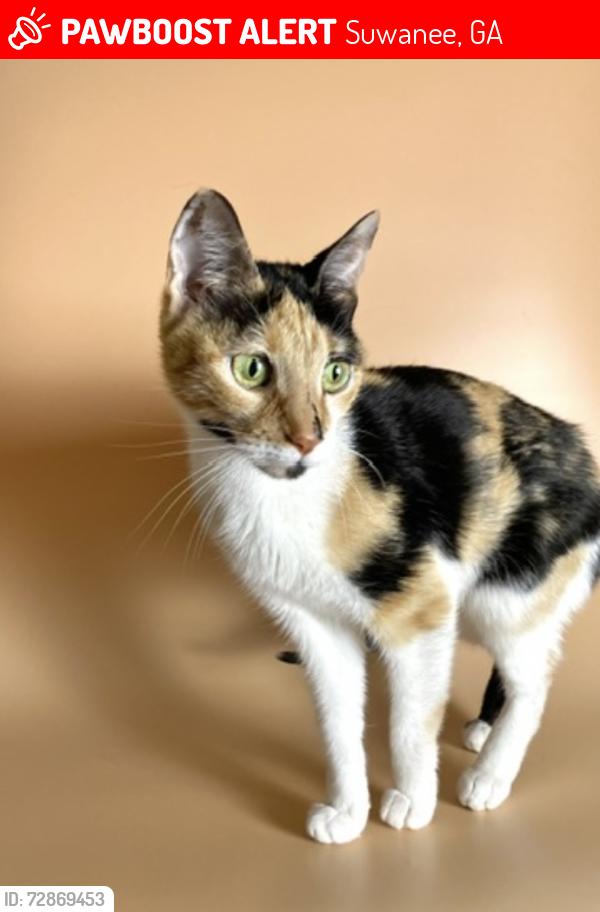 Lost Female Cat last seen Woodward Park Drive x Wildwood Road, Suwanee, GA 30024