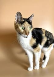 Lost Female Cat last seen Woodward Park Drive x Wildwood Road, Suwanee, GA 30024