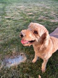 Reunited Female Dog last seen near Murdoch trail in Lindon, Lindon, UT 84042