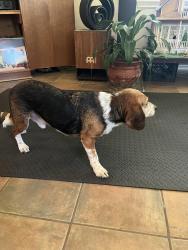 Found/Stray Male Dog last seen Lindsay Park, Disc Golf, And Soccer Field, Tyler, TX 75709