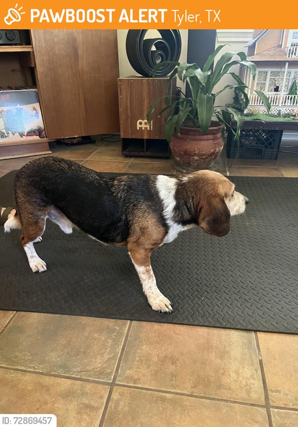 Found/Stray Male Dog last seen Lindsay Park, Disc Golf, And Soccer Field, Tyler, TX 75709