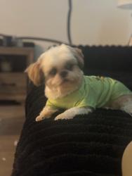 Lost Male Dog last seen N 14th st & W M st, Erwin nc, 28339, Erwin, NC 28339