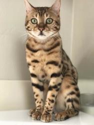 Lost Male Cat last seen By Regents and La Jolla Village Drive, San Diego, CA 92122