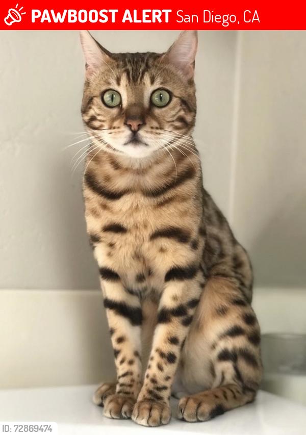 Lost Male Cat last seen By Regents and La Jolla Village Drive, San Diego, CA 92122